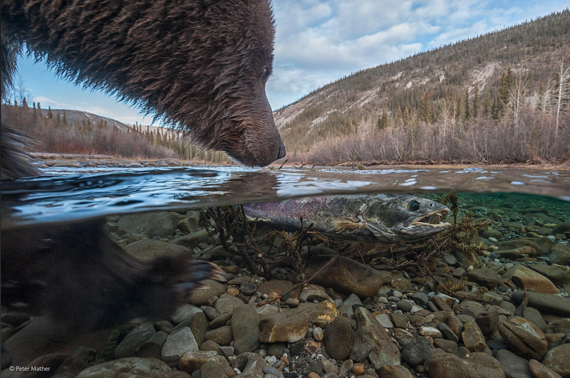 Illustration for article titled The Competition Is Fierce For This Year's Best Wildlife Photographer
